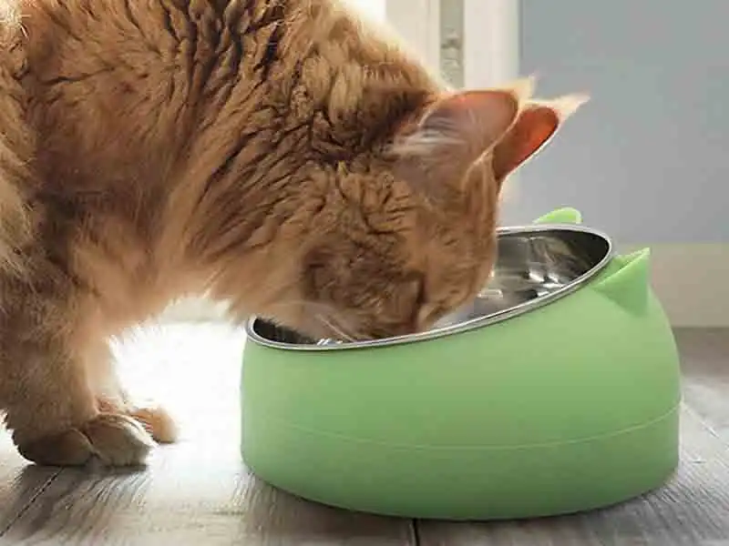 Are Slanted Cat Bowls Better?
